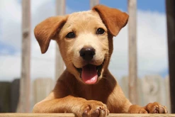 Puppy, 