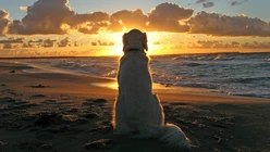Dog, 